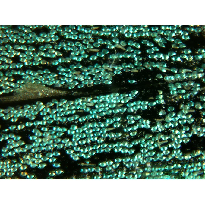 Mikroskop Delta Optical BioLight 100 Niebieski